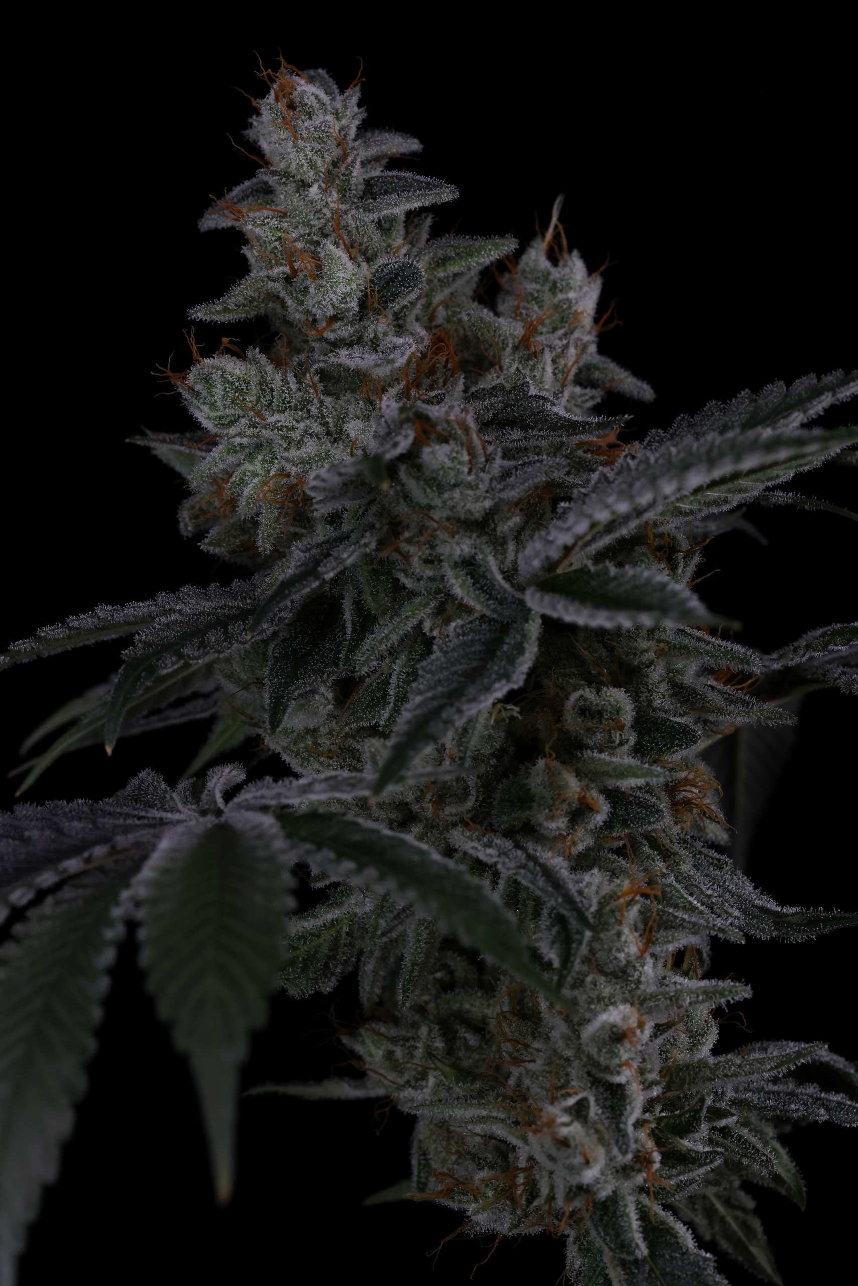 NEON HULK BY SIN CITY SEEDS *Includes Freebie Pack* - Image 6