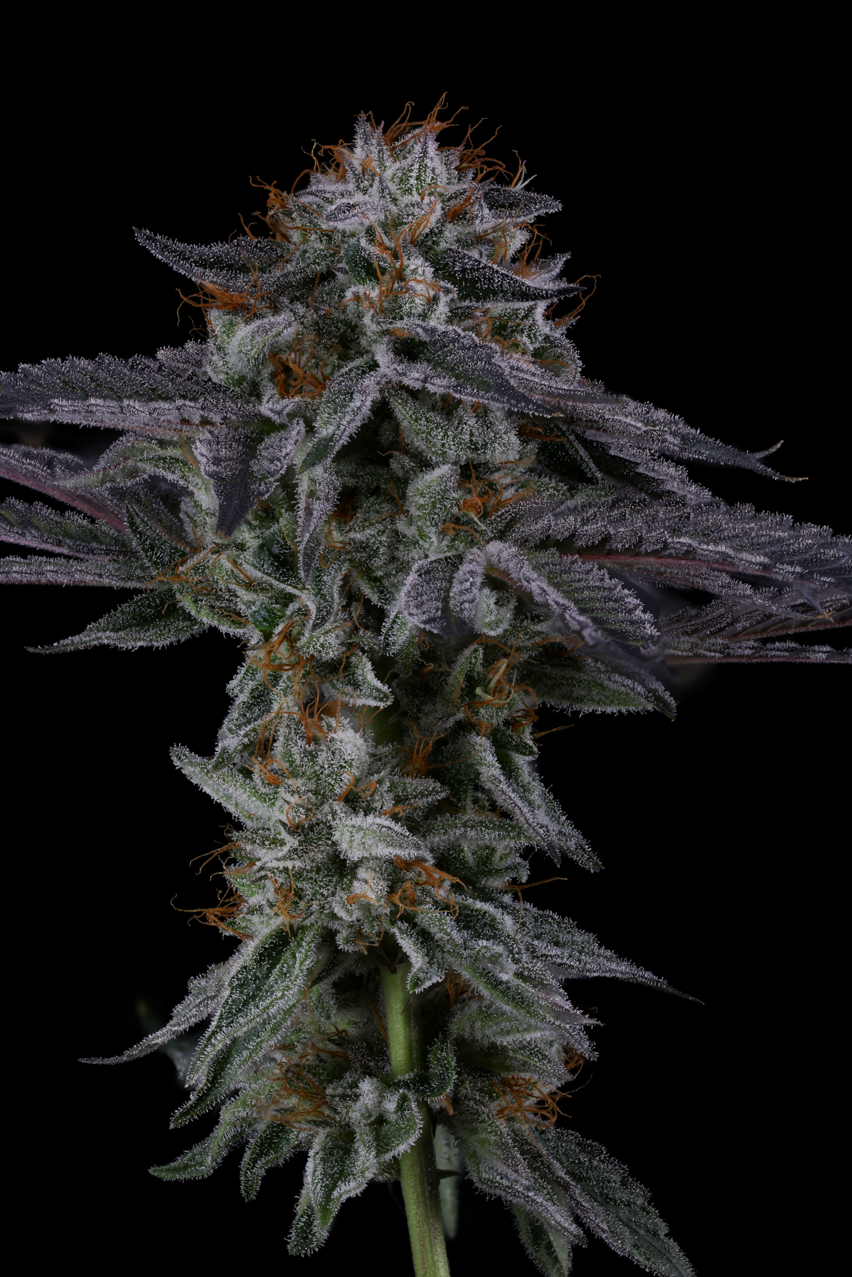 NEON HULK BY SIN CITY SEEDS *Includes Freebie Pack* - Image 4