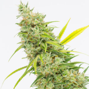 KIWI CHEESE BY DYNASTY GENETICS *bonus pack included*