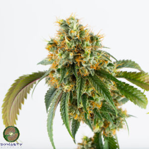 dynasty genetics raclette v3 regular seeds