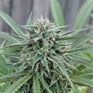 relic seeds afghani cheese