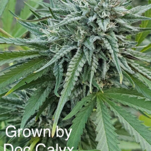 relic seeds afghani cheese