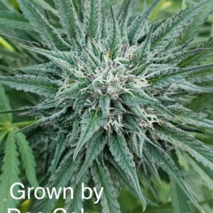 relic seeds afghani cheese