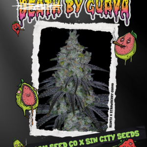 sin city seeds death by guava fem seeds, bloom seed co death by guava fem seeds, sin city seeds and bloom seed co collaboration death by guava fem seeds