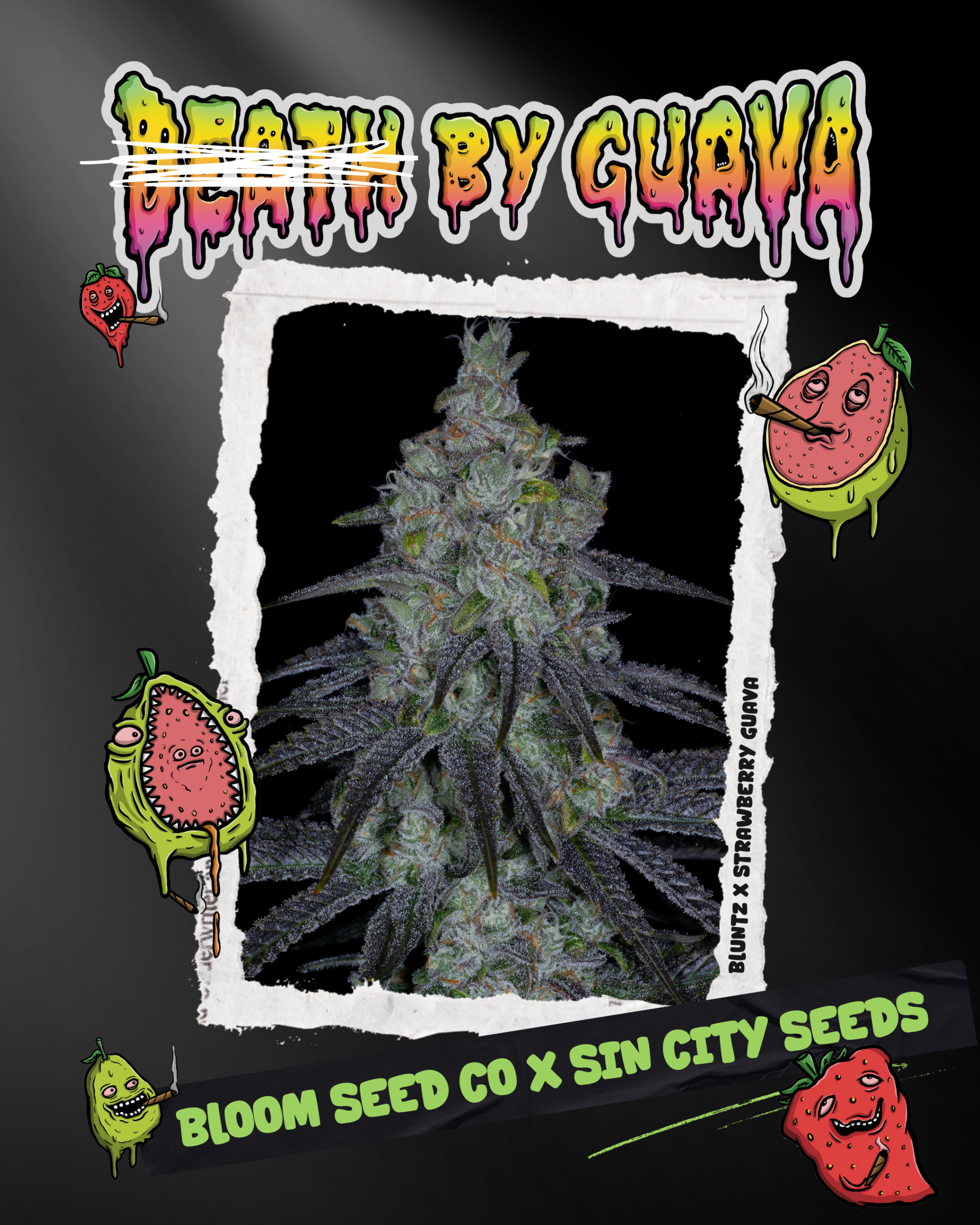 sin city seeds death by guava fem seeds, bloom seed co death by guava fem seeds, sin city seeds and bloom seed co collaboration death by guava fem seeds