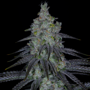 sin city seeds lethal lime fem seeds, bloom seed co lethal lime fem seeds, sin city seeds and bloom seed co collaboration lethal lime fem seeds