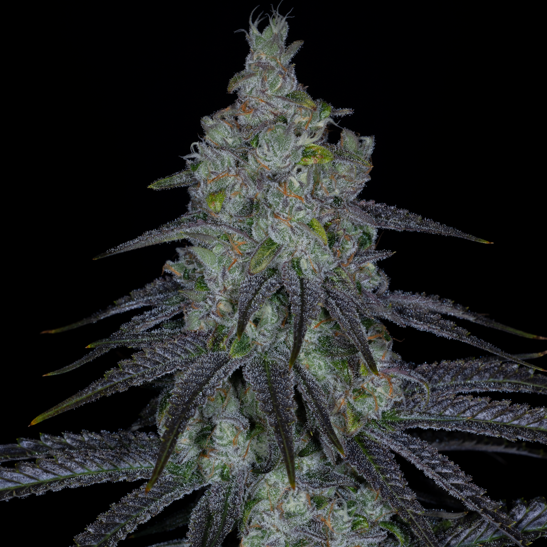 sin city seeds lethal lime fem seeds, bloom seed co lethal lime fem seeds, sin city seeds and bloom seed co collaboration lethal lime fem seeds