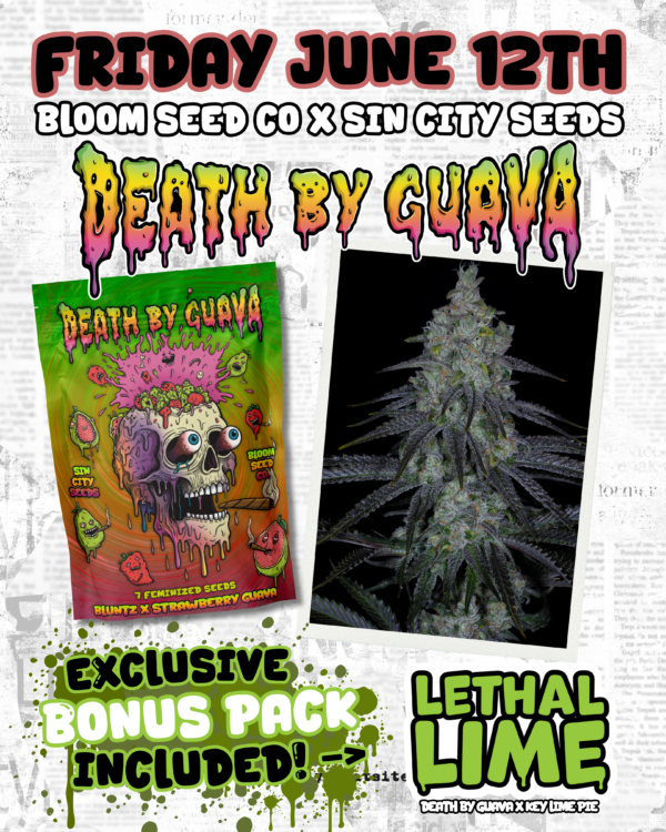sin city seeds death by guava fem seeds, bloom seed co death by guava fem seeds, sin city seeds and bloom seed co collaboration death by guava fem seeds