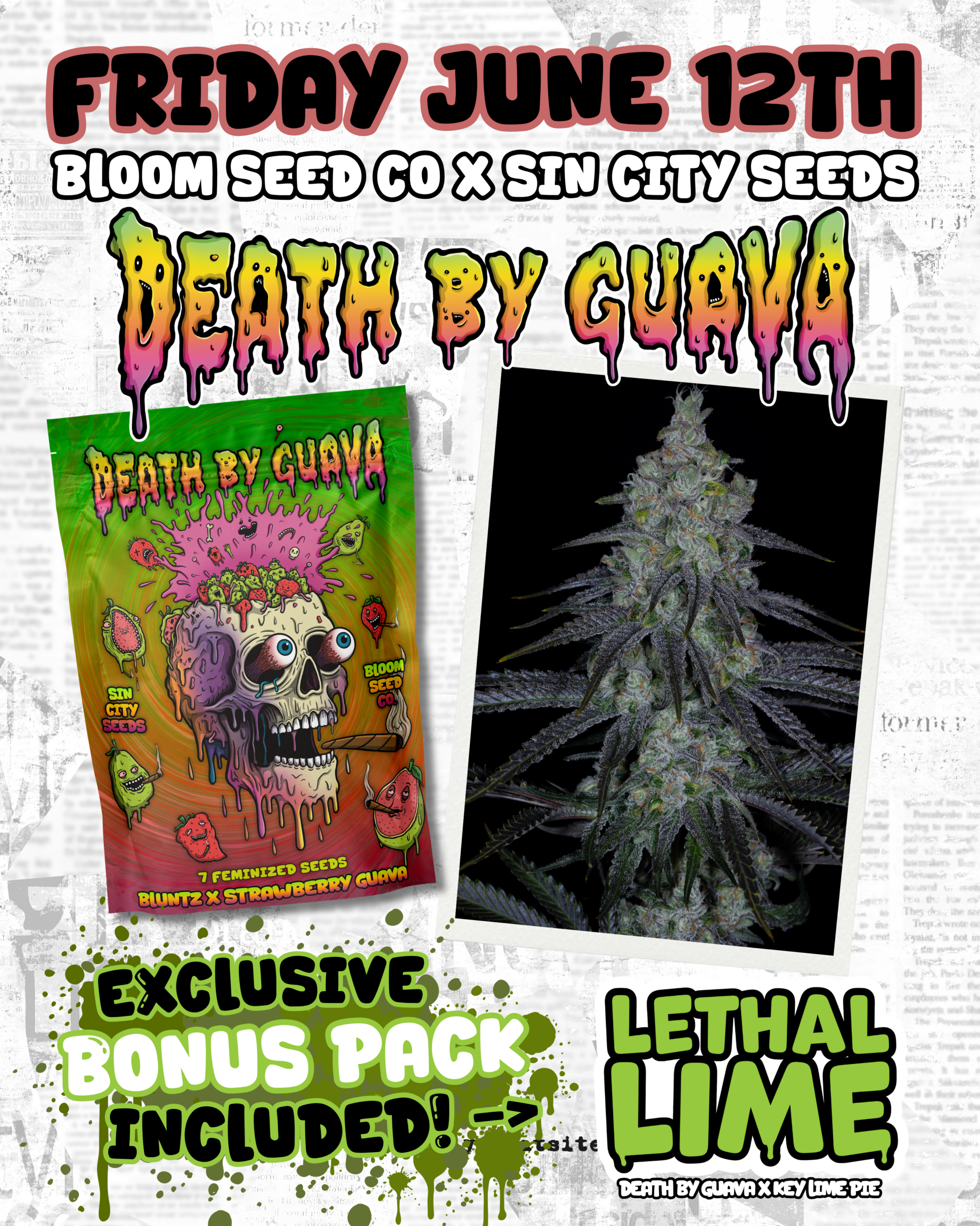 sin city seeds death by guava fem seeds, bloom seed co death by guava fem seeds, sin city seeds and bloom seed co collaboration death by guava fem seeds