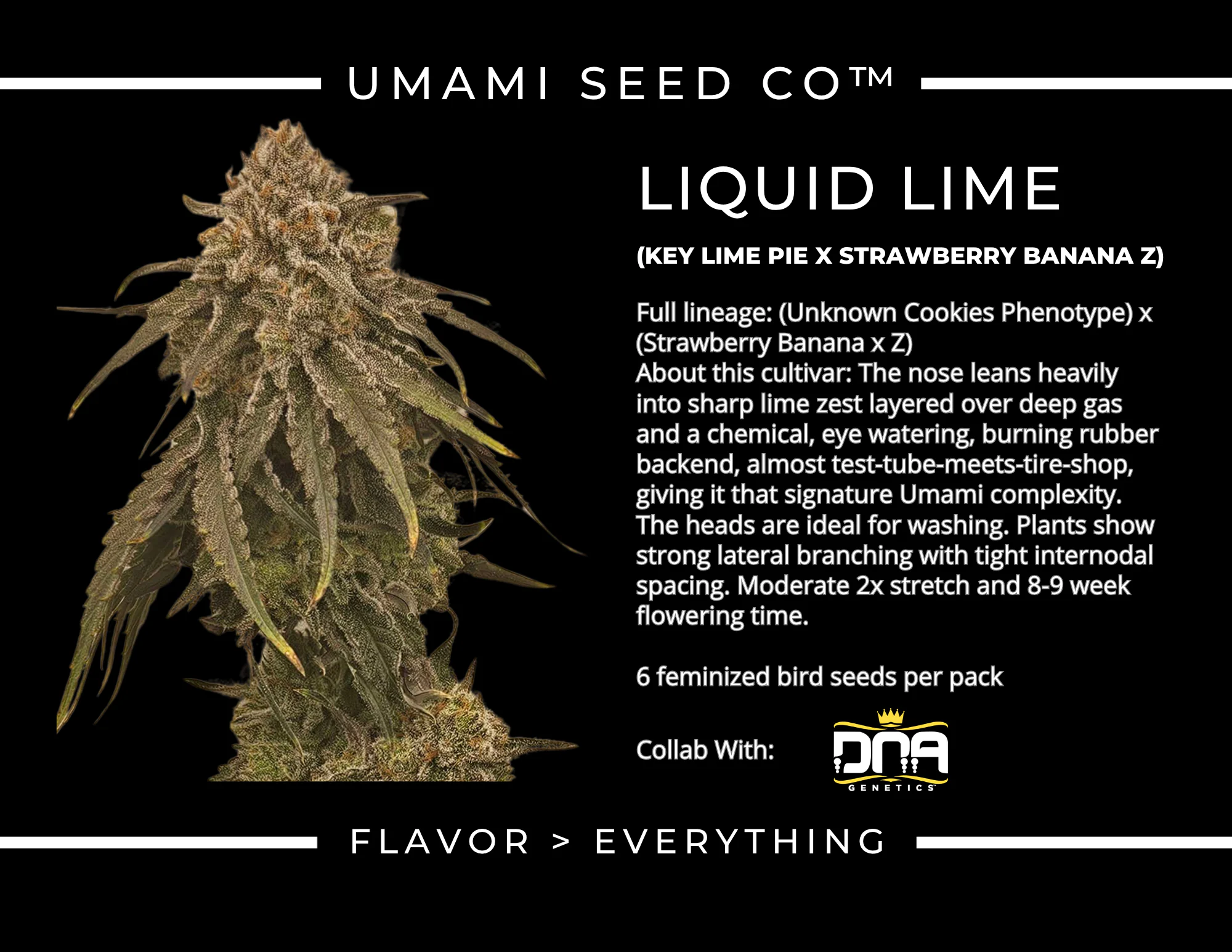 umami seed co & DNA Genetics liquid lime fem seeds