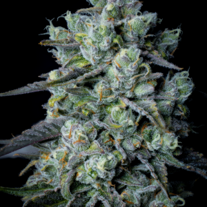 sin city seeds lethal lime fem seeds, bloom seed co lethal lime fem seeds, sin city seeds and bloom seed co collaboration lethal lime fem seeds