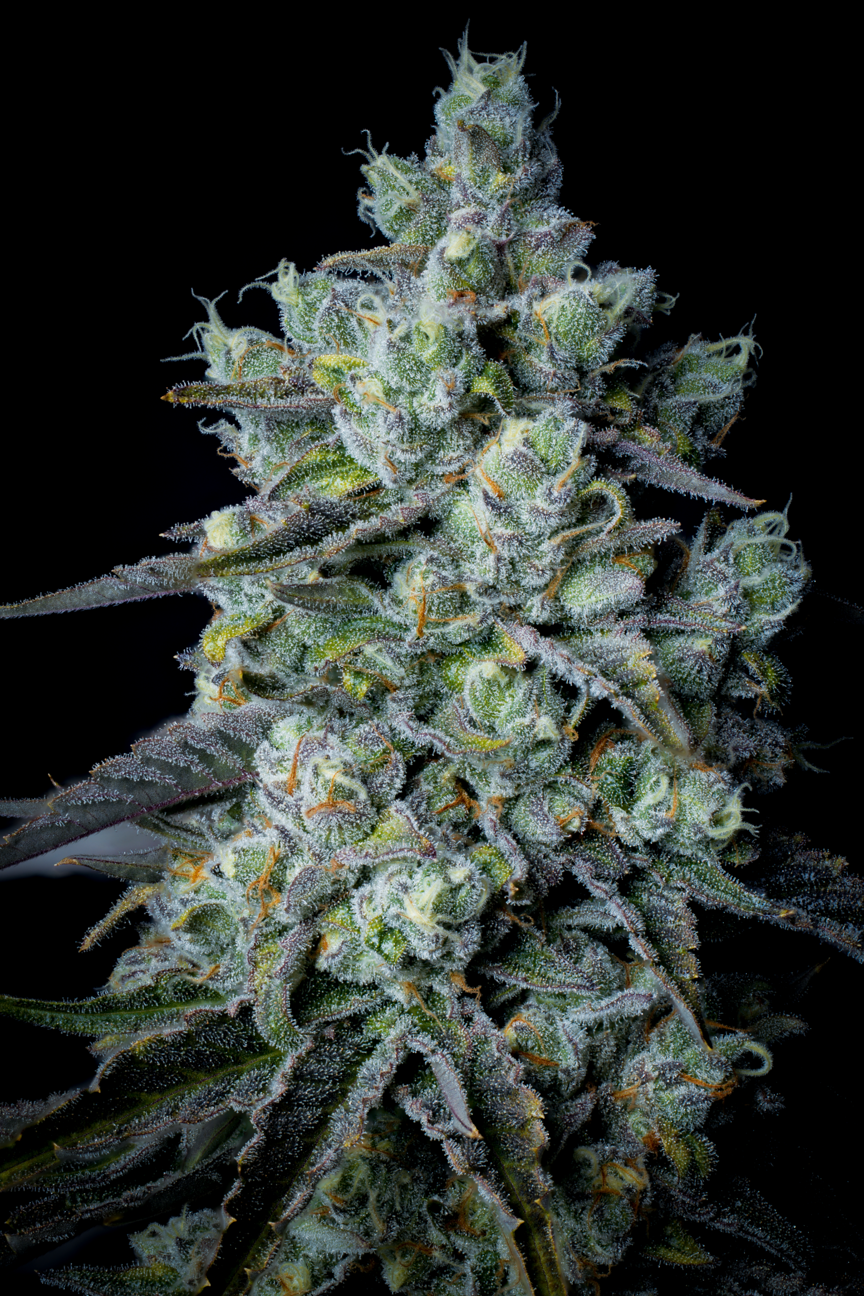 sin city seeds lethal lime fem seeds, bloom seed co lethal lime fem seeds, sin city seeds and bloom seed co collaboration lethal lime fem seeds