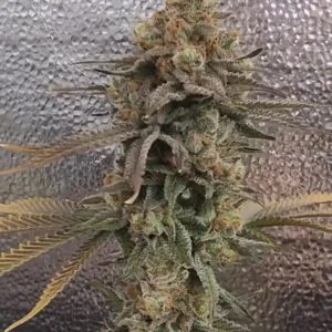 umami seed co & DNA Genetics color theory fem seeds