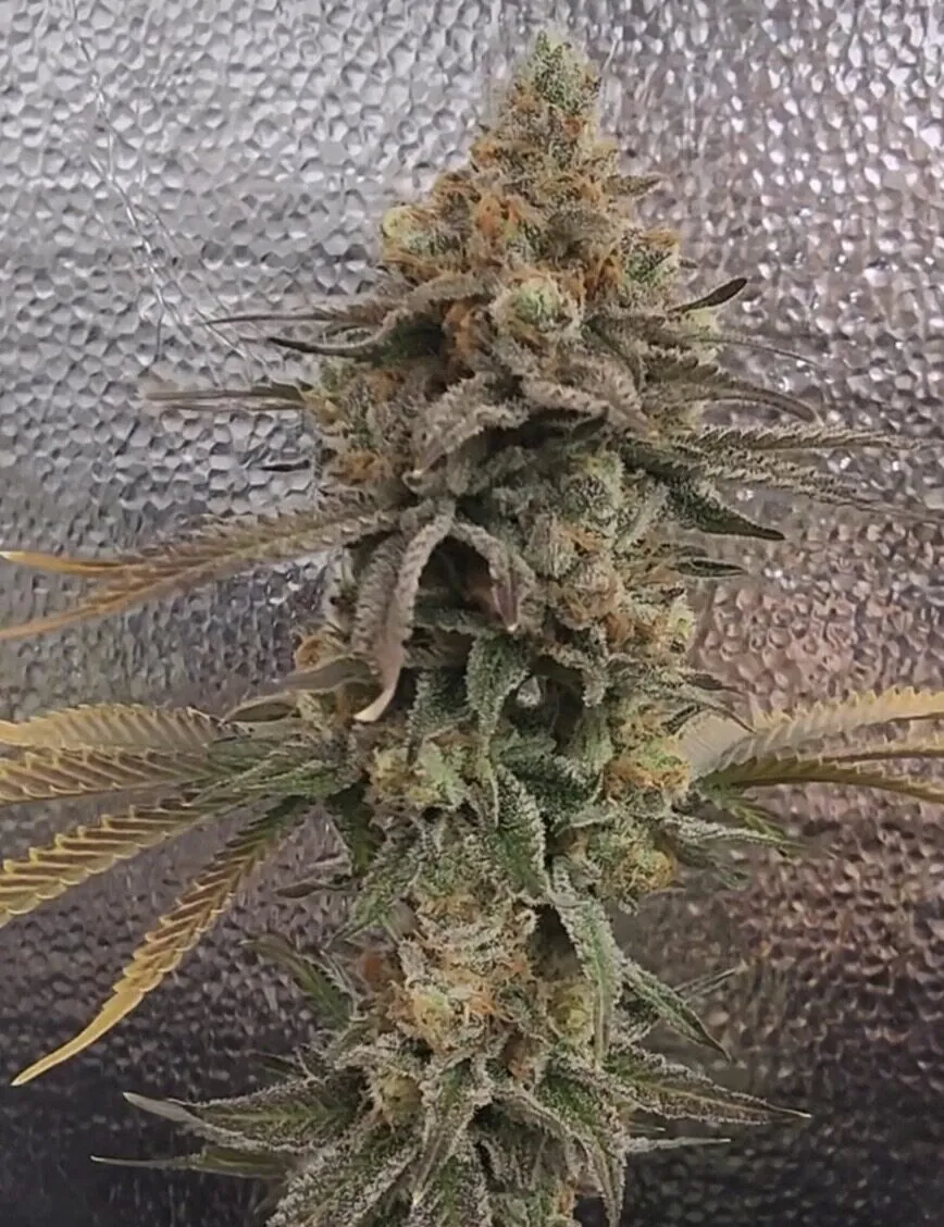 umami seed co & DNA Genetics color theory fem seeds