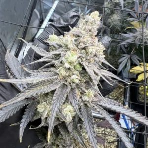 umami seed co & DNA Genetics juice pack fem seeds