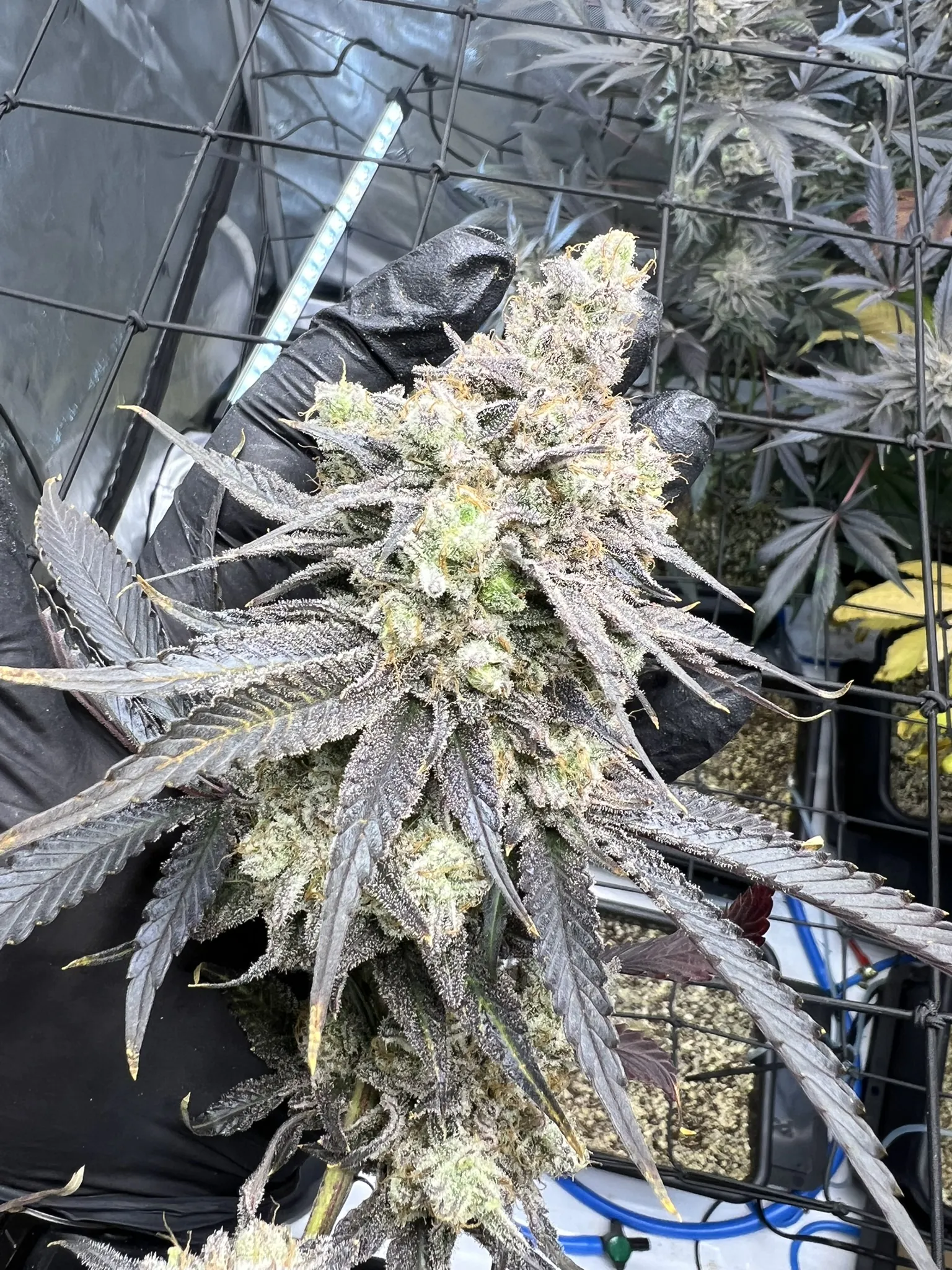 umami seed co & DNA Genetics juice pack fem seeds
