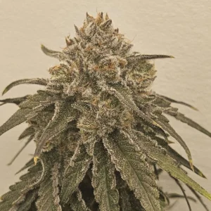 umami seed co & DNA Genetics liquid lime fem seeds