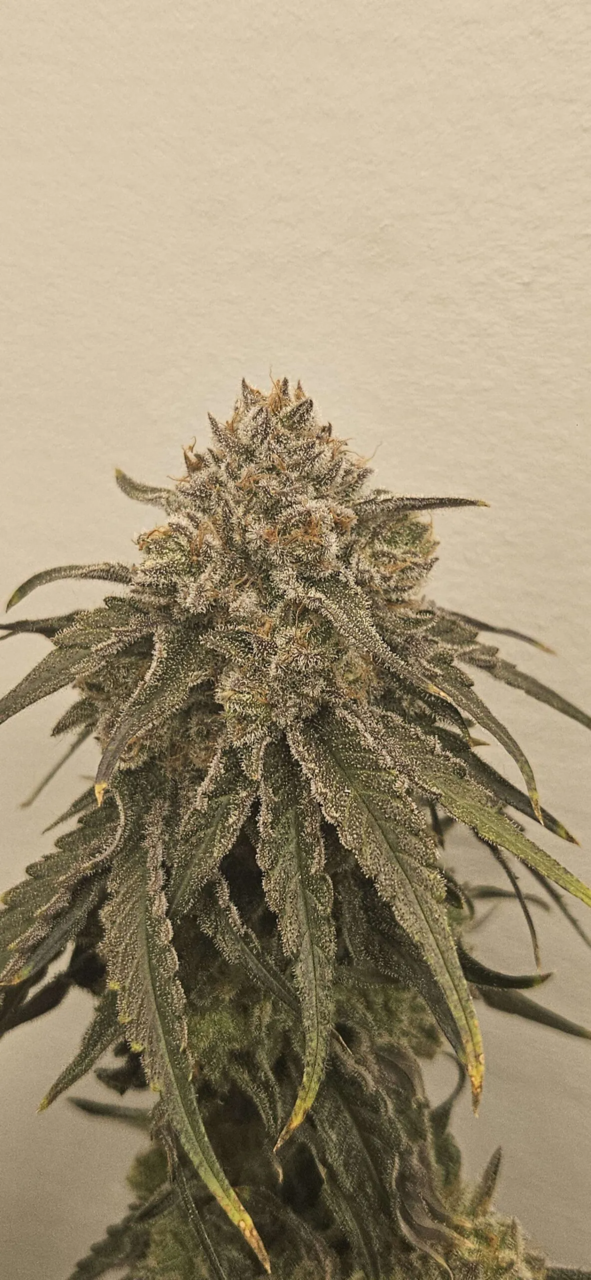 umami seed co & DNA Genetics liquid lime fem seeds
