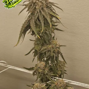 umami seed co & DNA Genetics liquid lime fem seeds