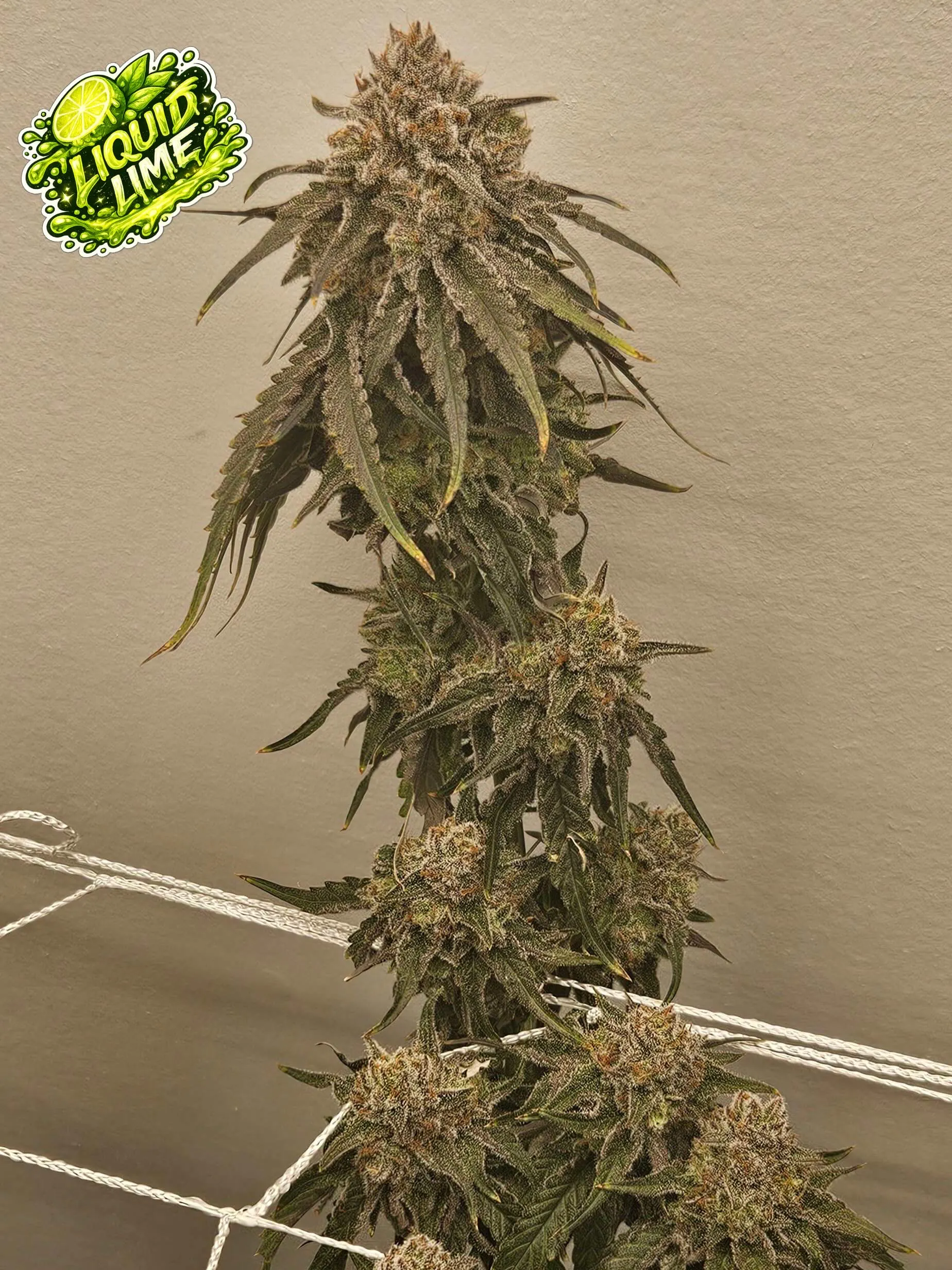 umami seed co & DNA Genetics liquid lime fem seeds