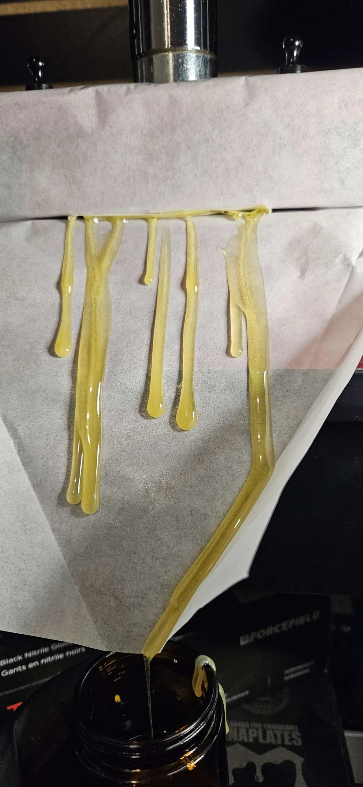 umami seed co & DNA Genetics liquid lime fem seeds