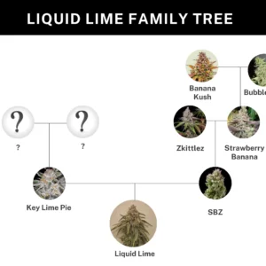 umami seed co & DNA Genetics liquid lime fem seeds