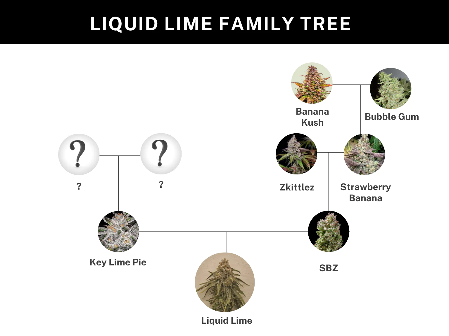 umami seed co & DNA Genetics liquid lime fem seeds