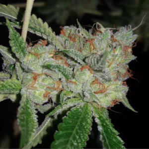 CSI Humboldt loompa's headband feminized seeds