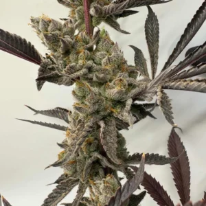 umami seed co & DNA Genetics melt mode fem seeds