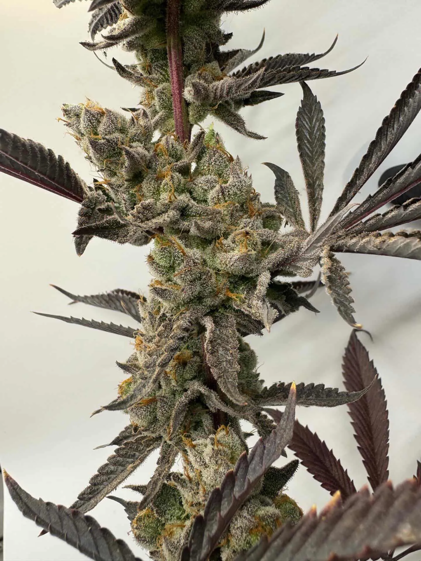 umami seed co & DNA Genetics melt mode fem seeds