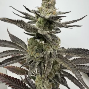 umami seed co & DNA Genetics melt mode fem seeds