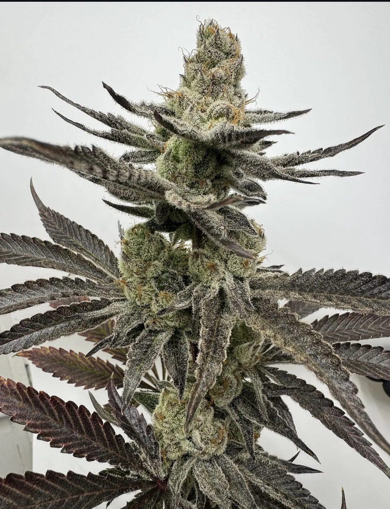 umami seed co & DNA Genetics melt mode fem seeds