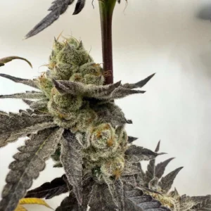 umami seed co & DNA Genetics melt mode fem seeds