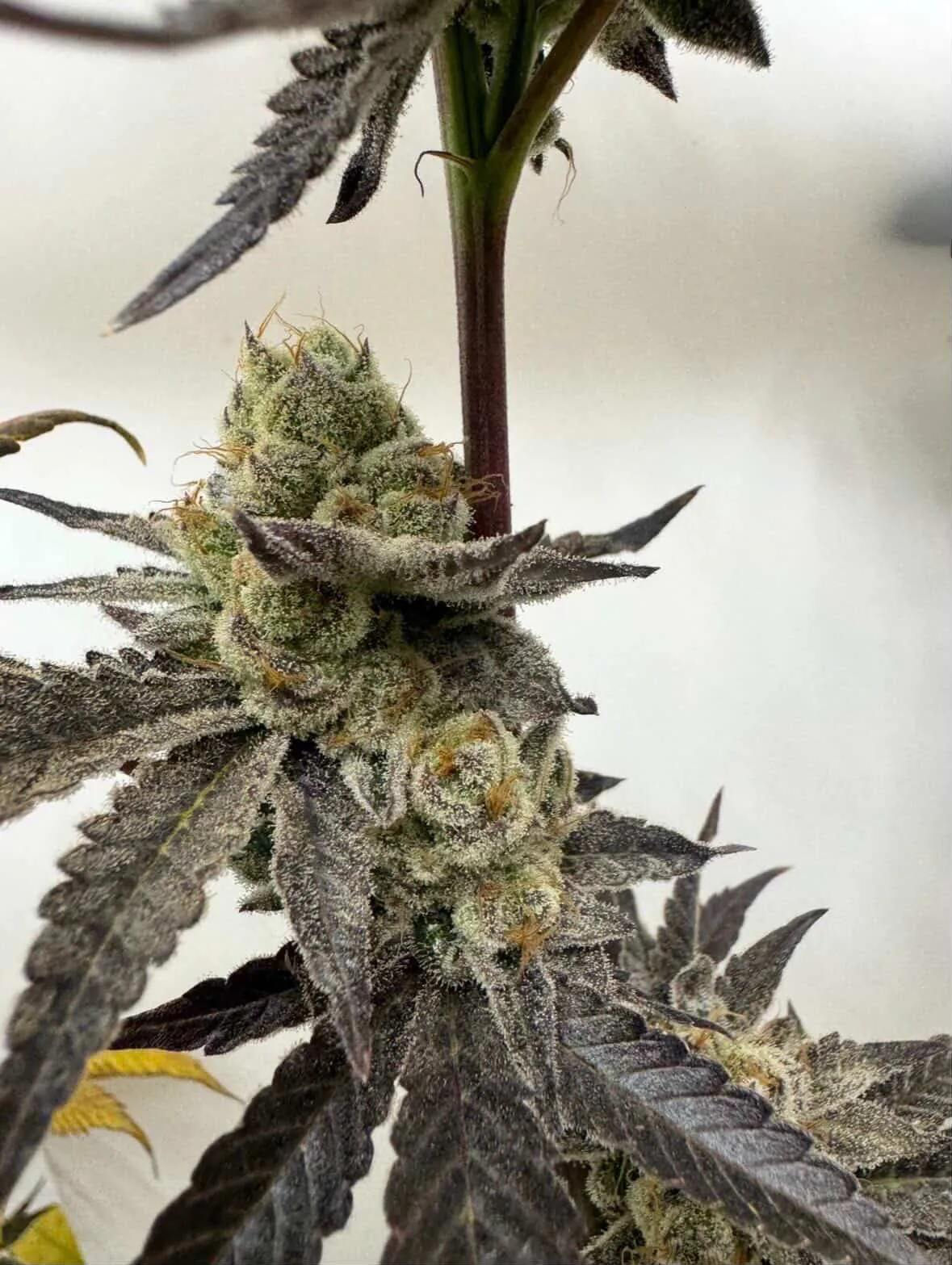 umami seed co & DNA Genetics melt mode fem seeds