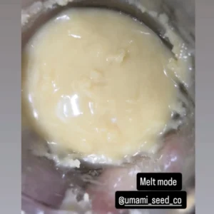 umami seed co & DNA Genetics melt mode fem seeds