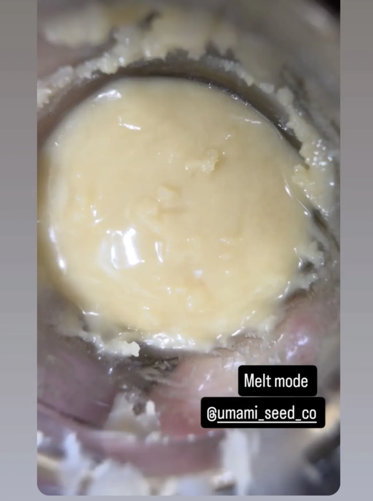 umami seed co & DNA Genetics melt mode fem seeds