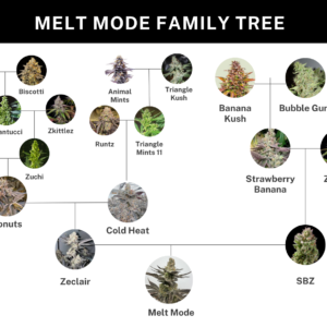 umami seed co & DNA Genetics melt mode fem seeds