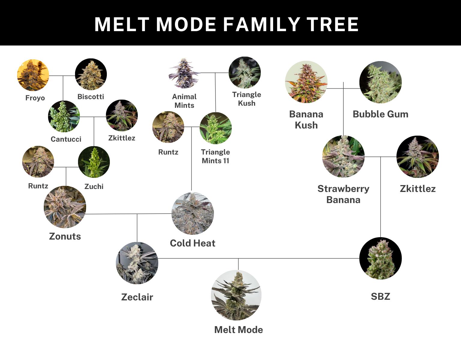 umami seed co & DNA Genetics melt mode fem seeds
