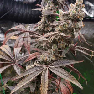 umami seed co & DNA Genetics strawzilla fem seeds
