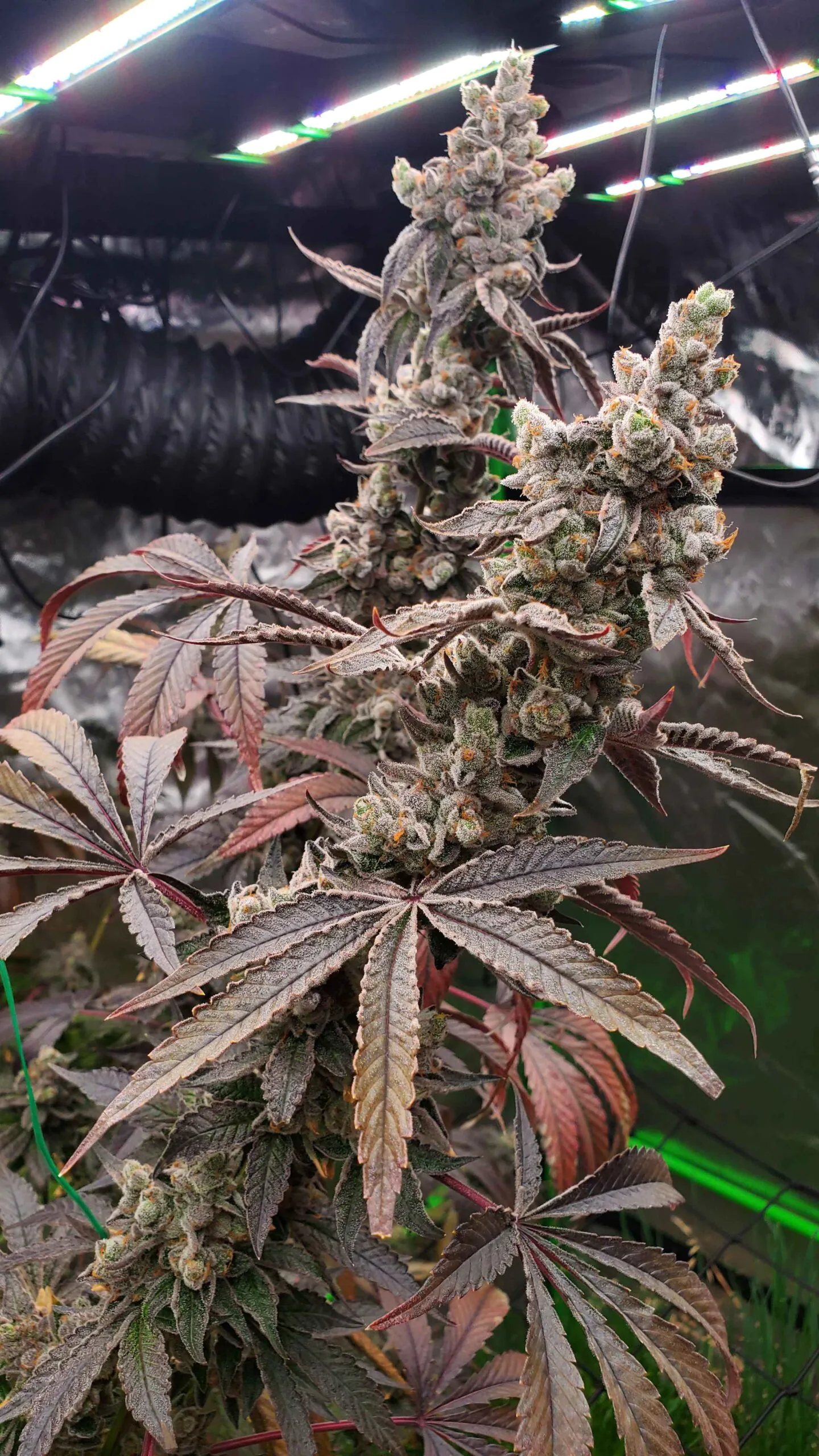 umami seed co & DNA Genetics strawzilla fem seeds