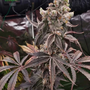 umami seed co & DNA Genetics strawzilla fem seeds