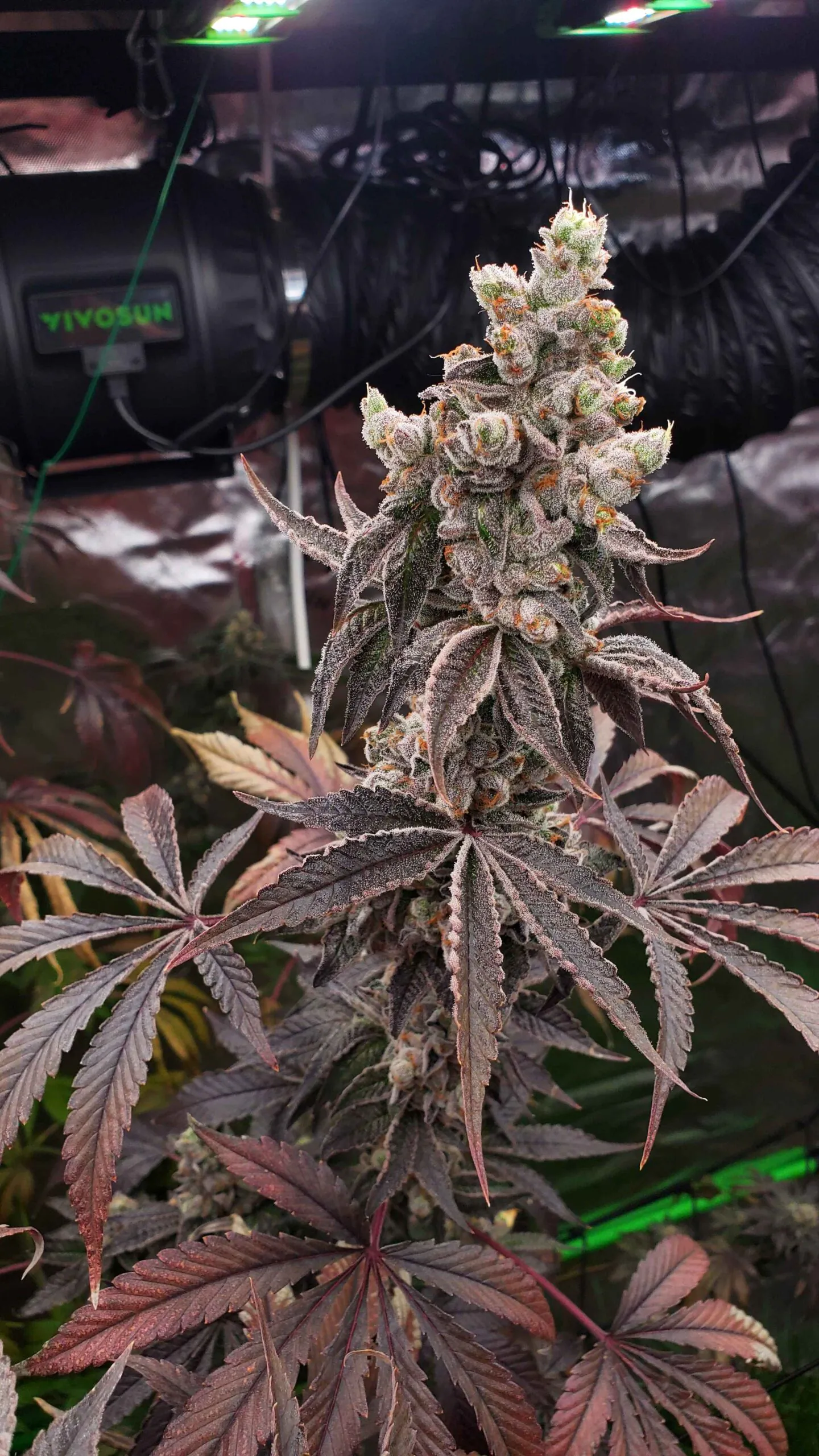 umami seed co & DNA Genetics strawzilla fem seeds
