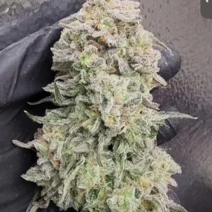 umami seed co & DNA Genetics surf wax fem seeds
