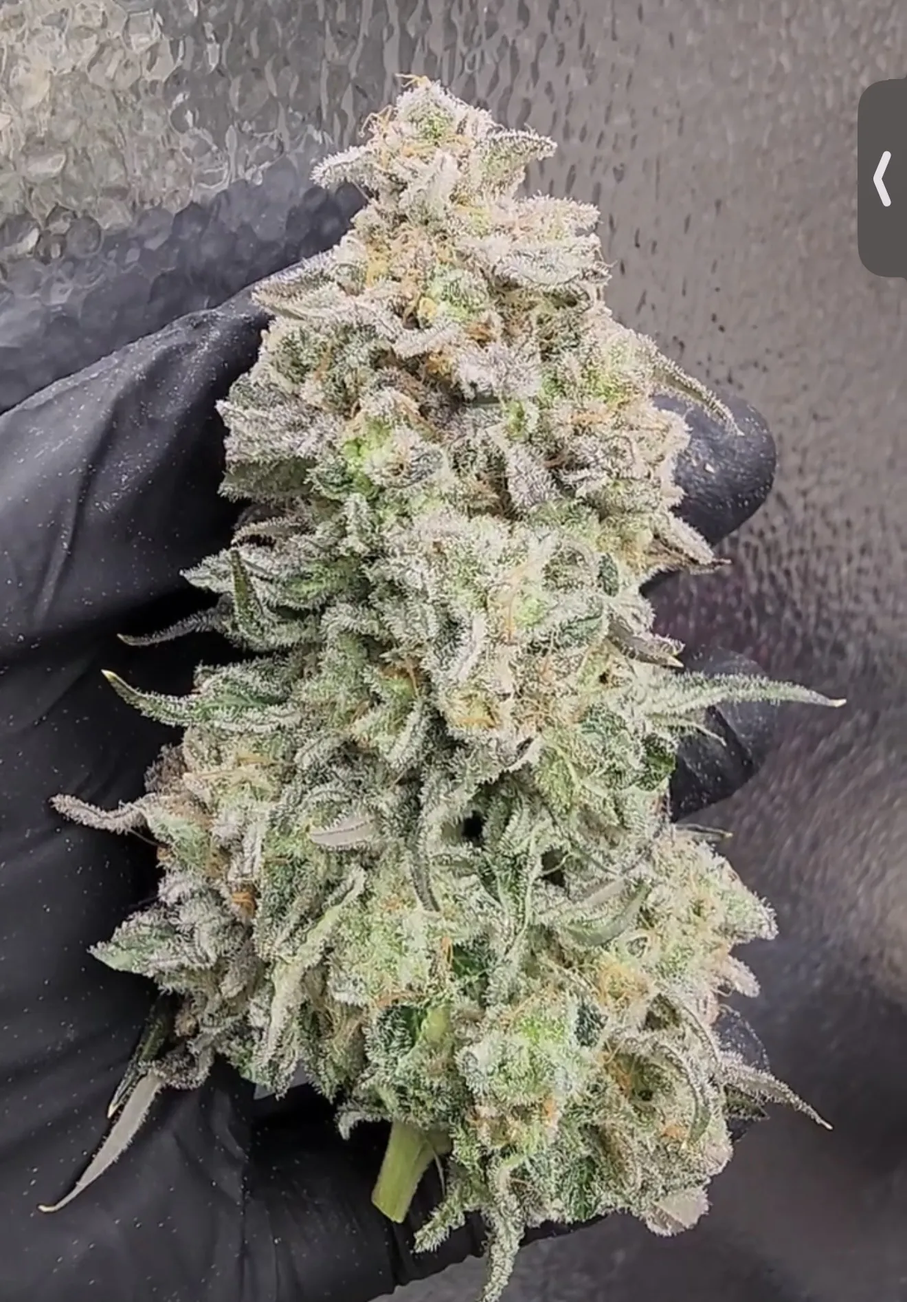 umami seed co & DNA Genetics surf wax fem seeds