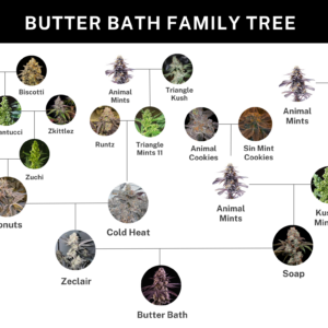 Umami Seed Co. Butter Bath Soap × Zeclair Feminized Cannabis Seeds