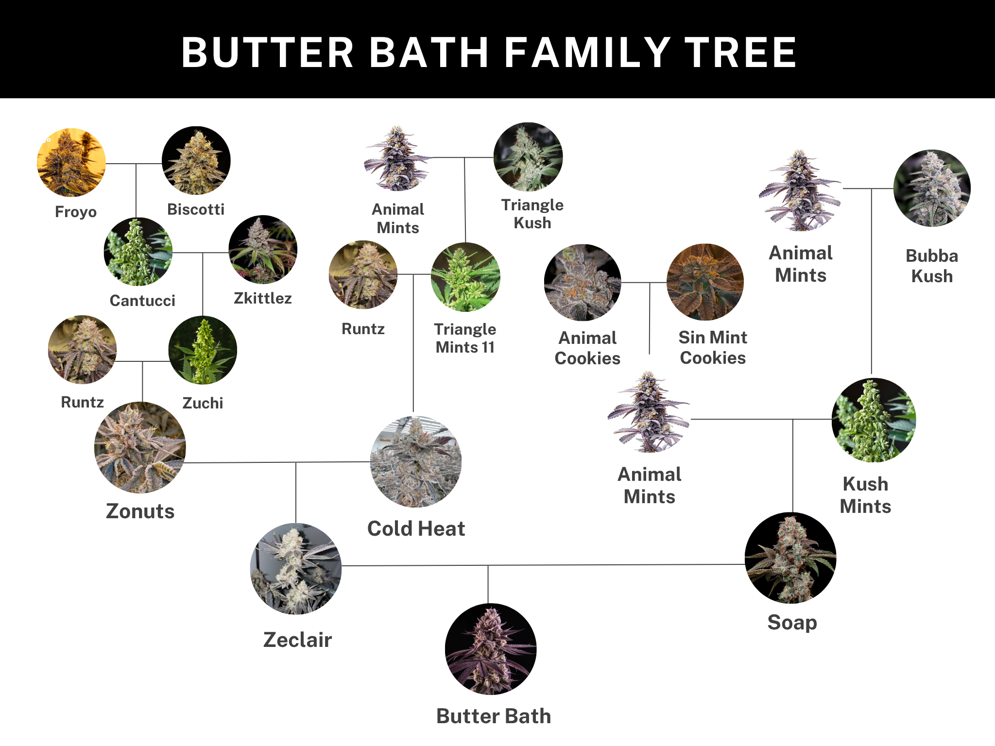 Umami Seed Co. Butter Bath Soap × Zeclair Feminized Cannabis Seeds
