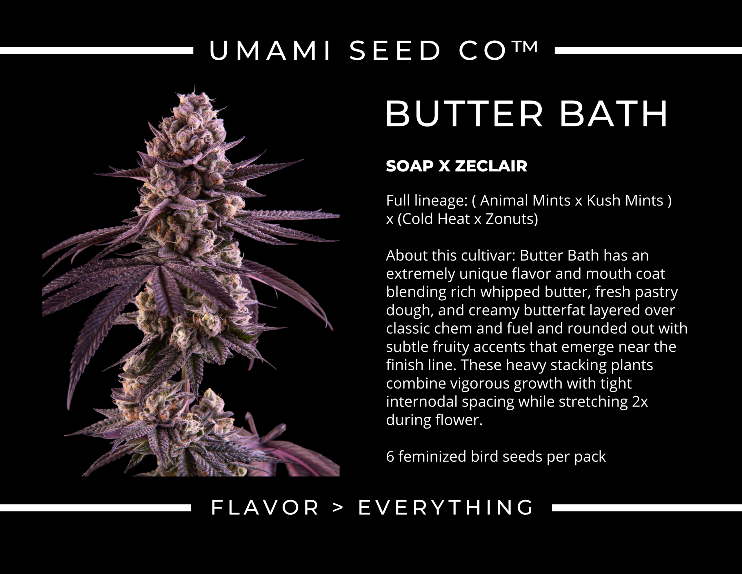 Umami Seed Co. Butter Bath Soap × Zeclair Feminized Cannabis Seeds