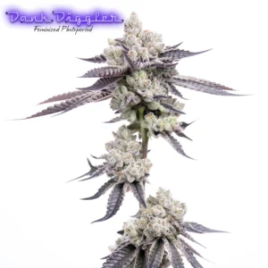 Dank Diggler F1