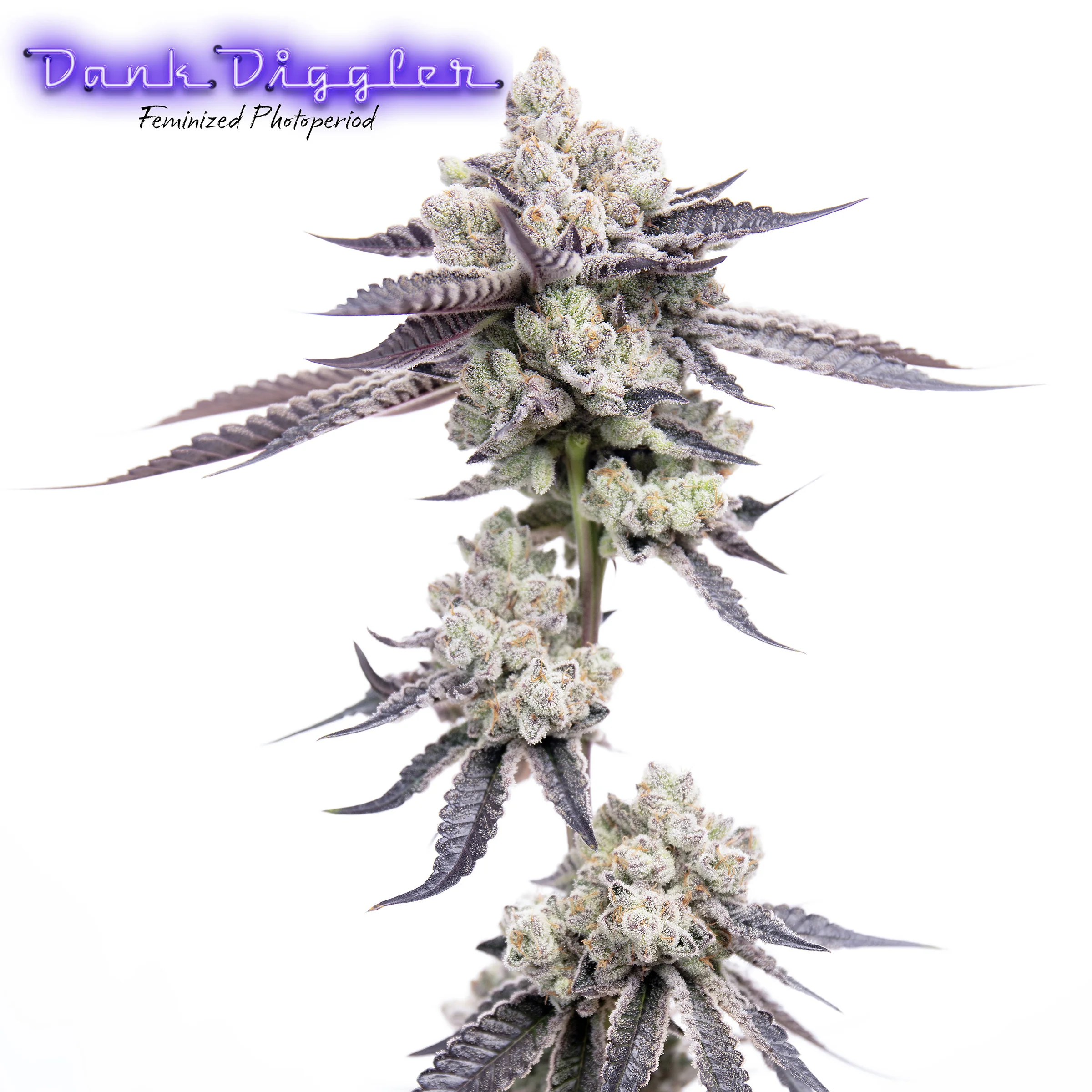 Dank Diggler F1