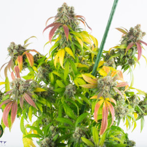 dynasty genetics cherry grapefruit regular seeds
